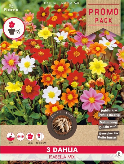 Dahlia Isabella MÃ©lange