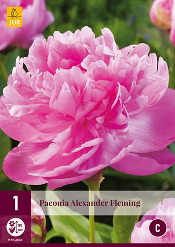 Pivoine Alexander Fleming