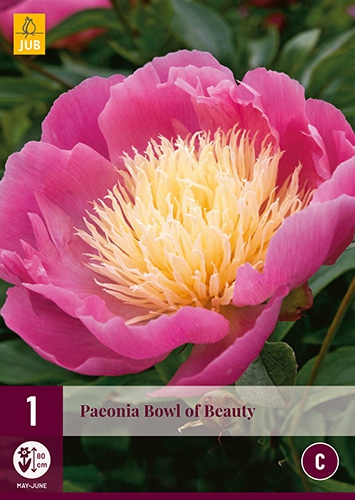 Pivoine Bowl of Beauty