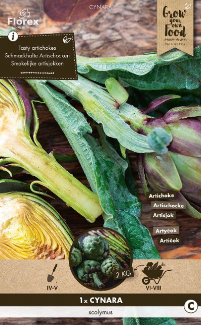 Artichaut - Cynara Scolymus