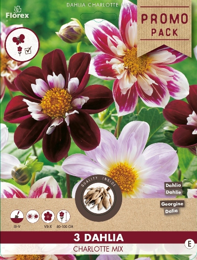 Dahlias pour bordure en mÃ©lange