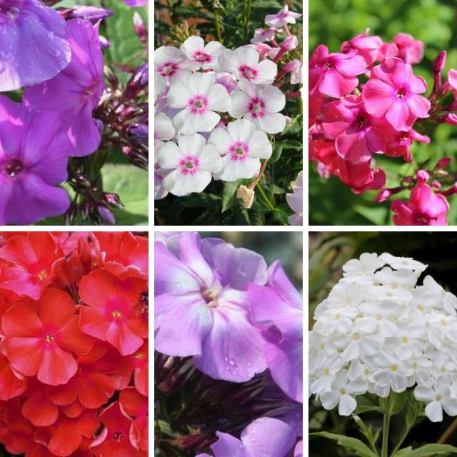 Phlox Paniculata mix â" Phlox paniculÃ© (Pack de trois)