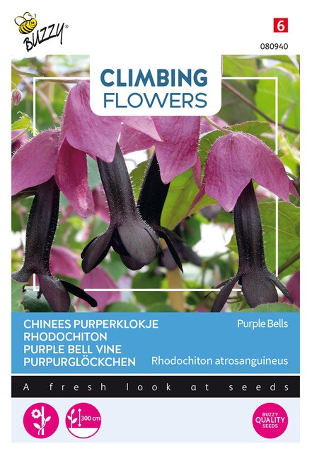 Plantes grimpantes Rhodochtion Violets
