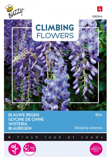 Plantes grimpantes Wisteria bleu