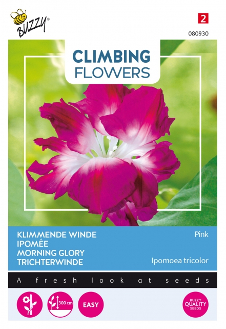 Plantes grimpantes Ipomoea Double Rose
