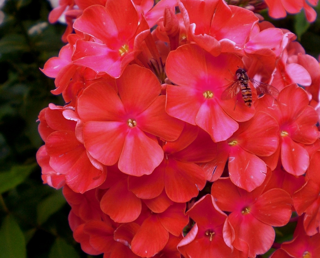 Phlox Orange