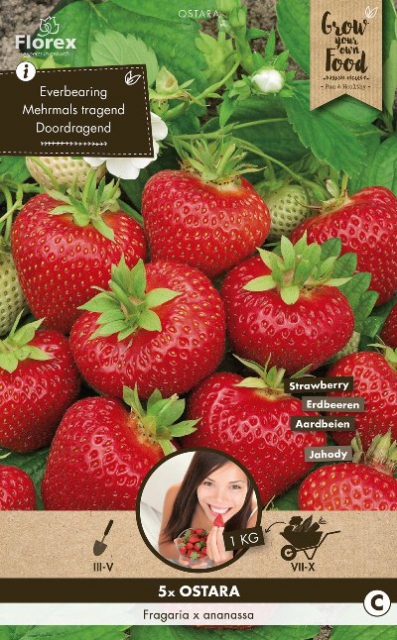 Fraises Ostara