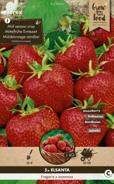 Fraises Elsanta