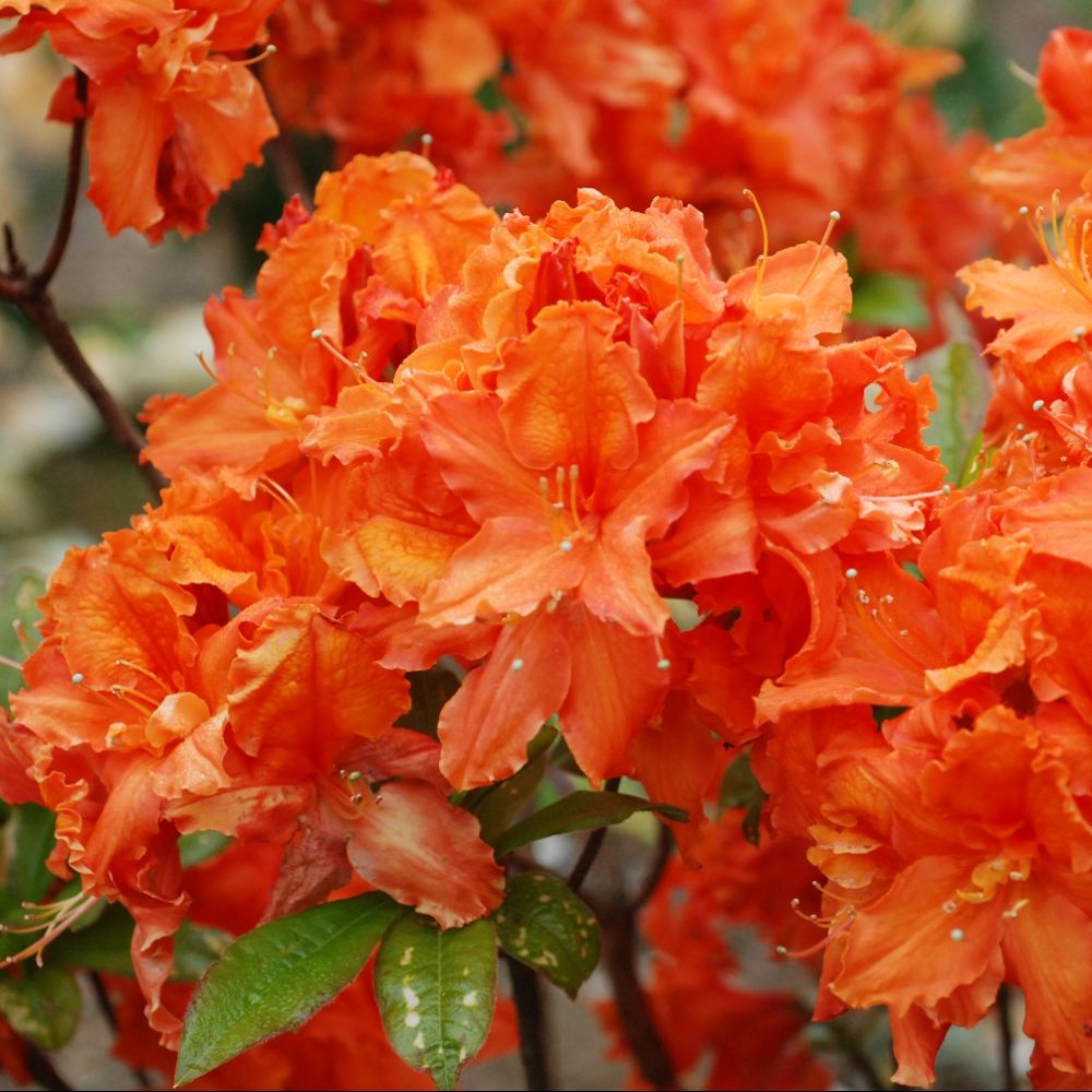 Azalée de Chine 'Orangeade'