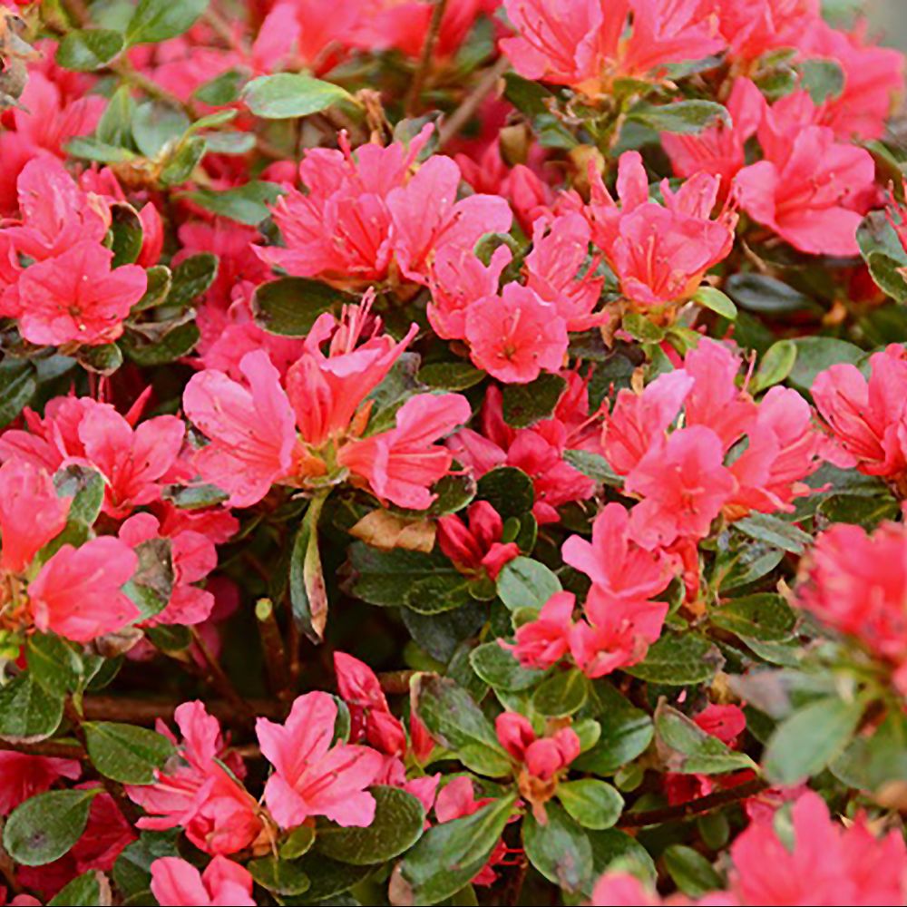 Azalée japonaise 'Hino Crimson'