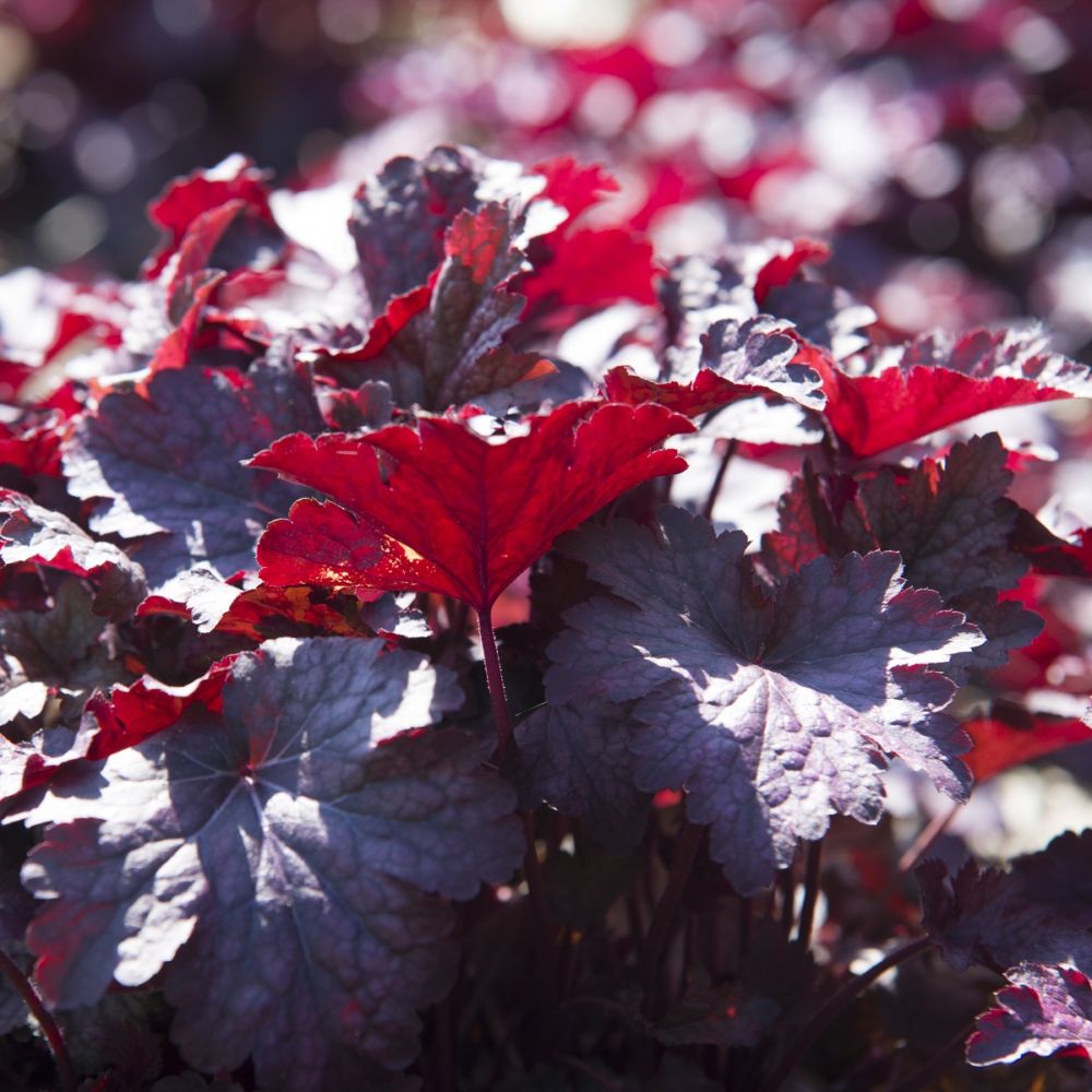Heuchera micrantha palace purple