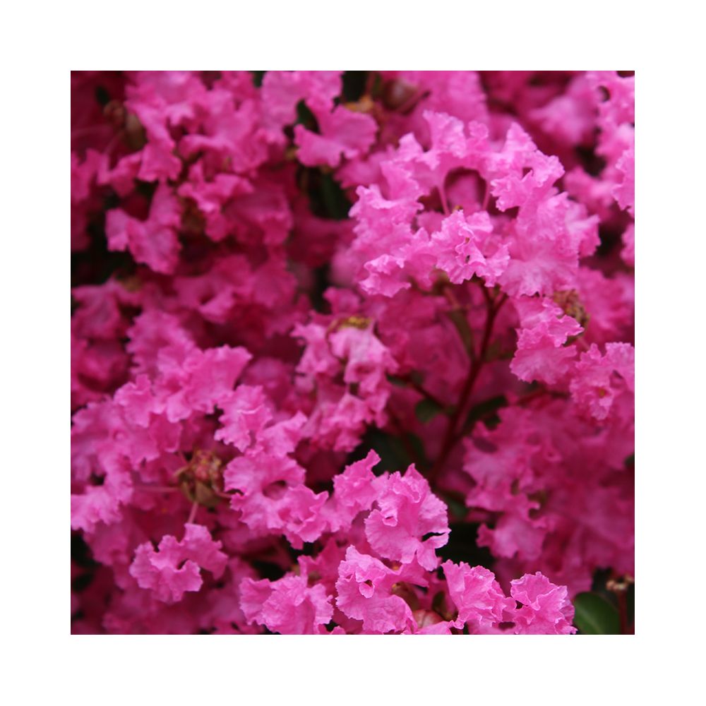 Lilas des Indes La Mousson®