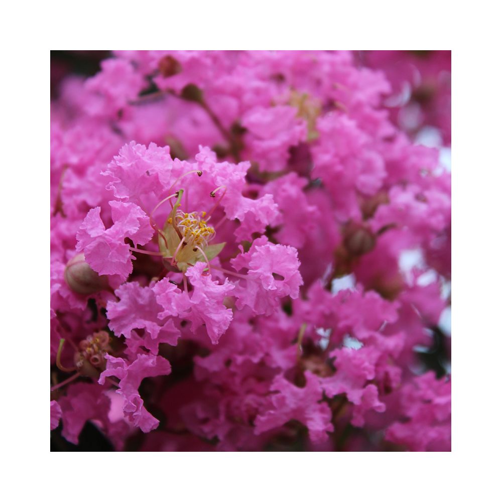 Lilas des Indes Monbazillac®