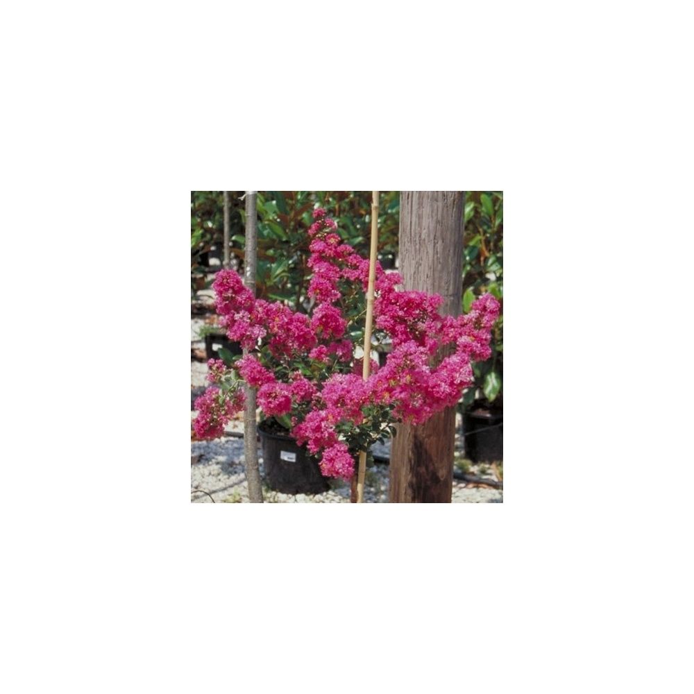 Lilas des Indes Petit Canaille® rose