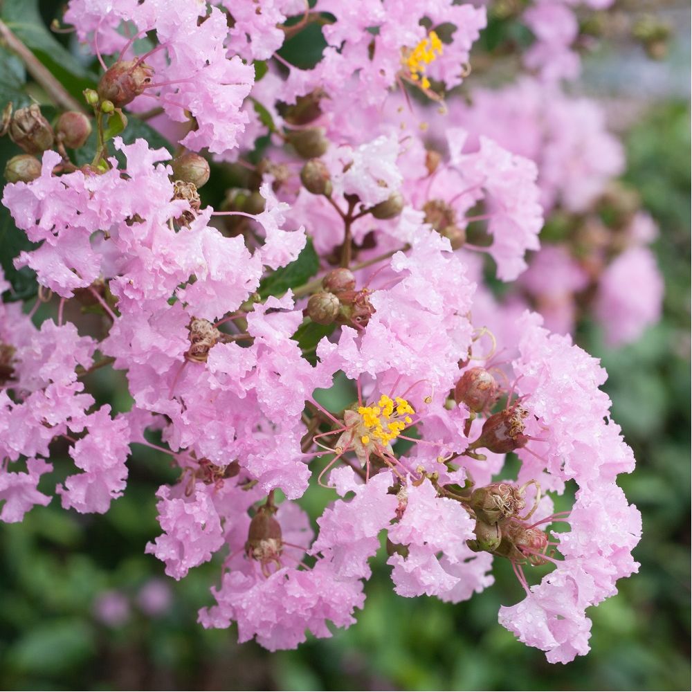 Lilas des Indes Soir d'Eté®