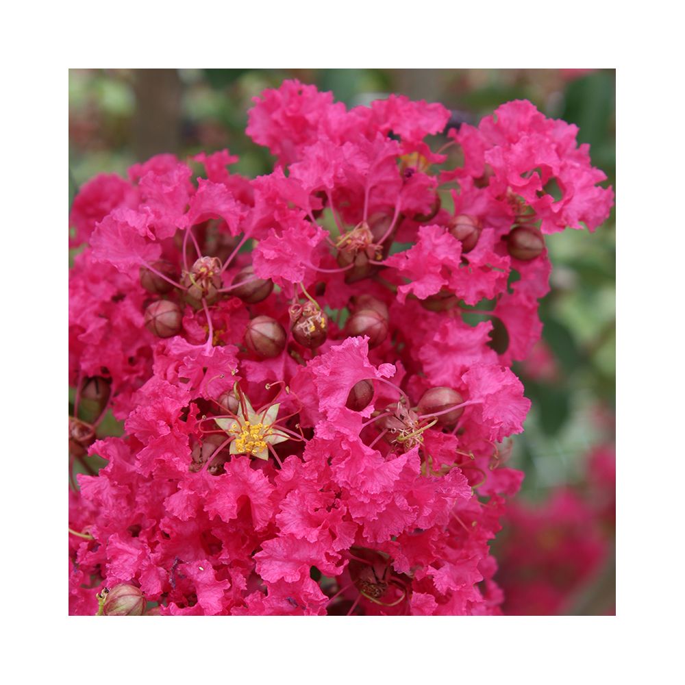 Lilas des Indes Margaux®