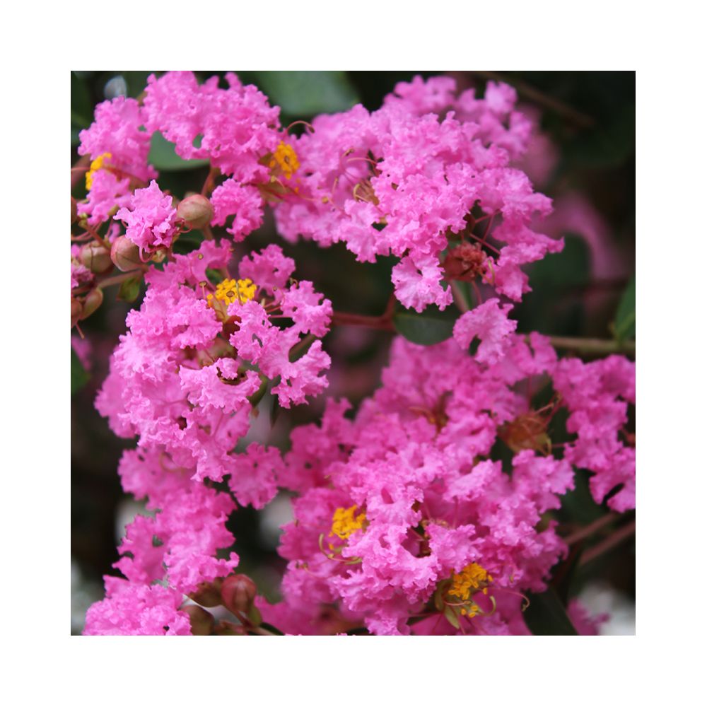Lilas des Indes Jacqueline Desmartis®