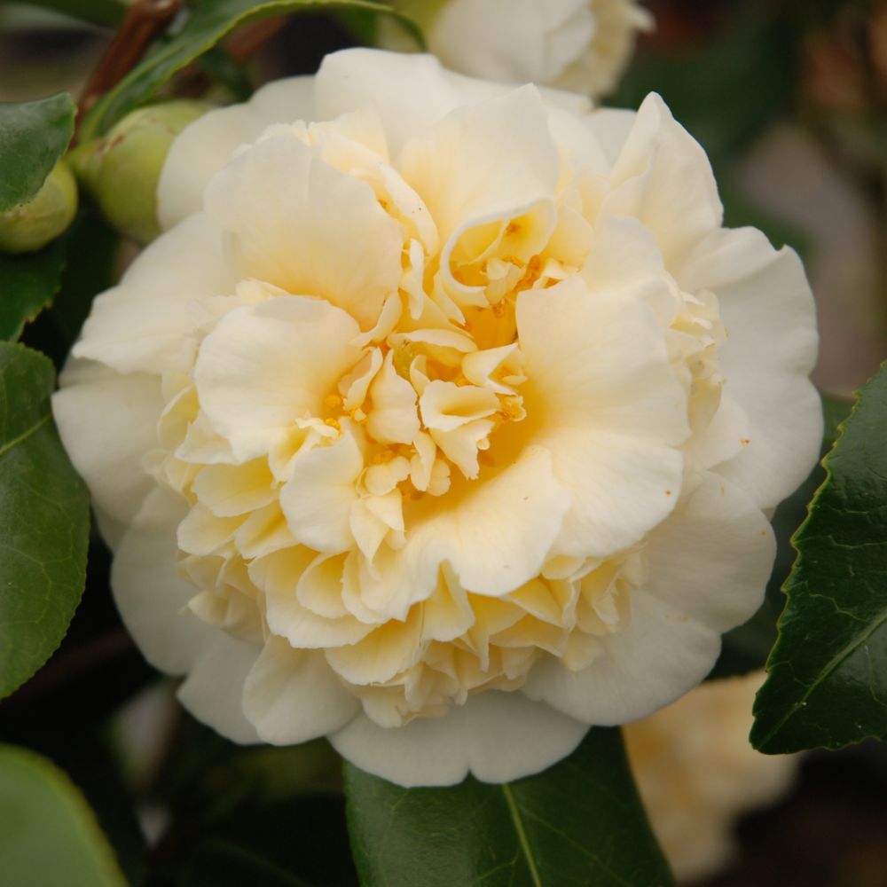 Camélia 'Jury's Yellow'