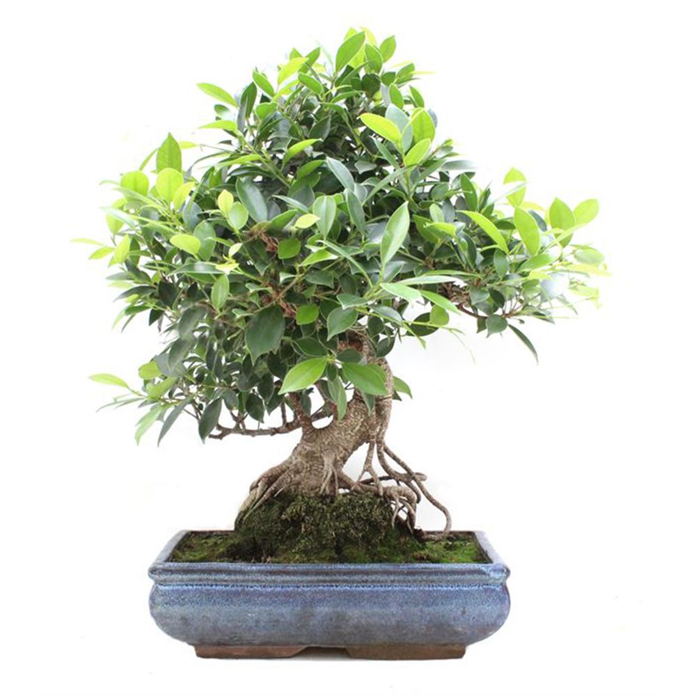 Bonsaï Ficus retusa (16 ans)