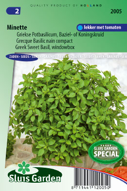 Basil Grecque nain compact Minette (pot)