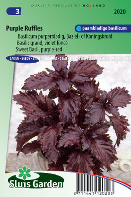 Basil grand violet foncÃ© Purple Ruffles (Ocimum Basilicum)