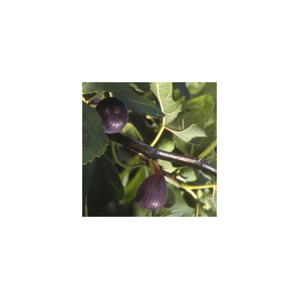 Figuier 'Noire de Caromb'