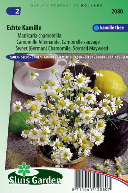 Camomille Allemande / sauvage