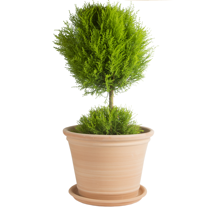 Pot Cocio Terraza en terre cuite claire D53x H40