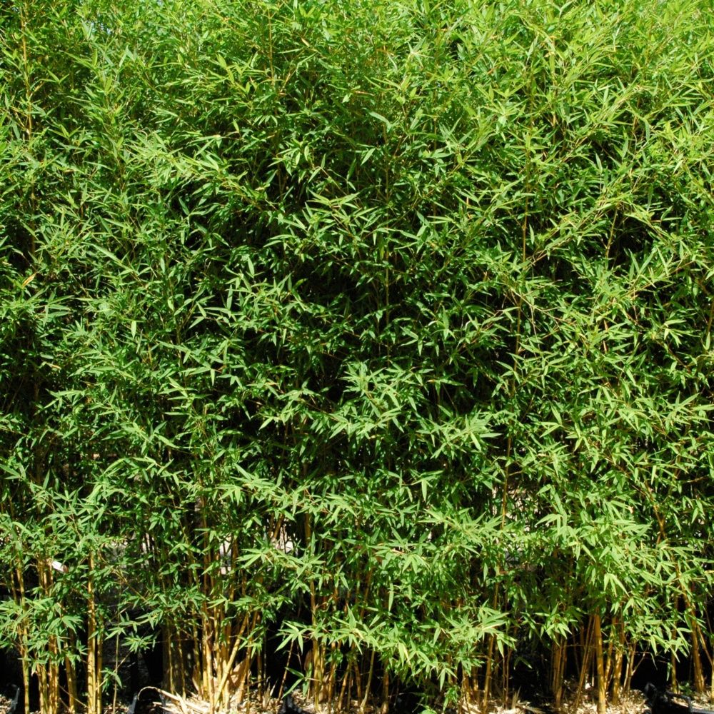 Bambou moyen : Phyllostachys aurea 'Koï'