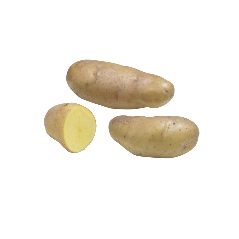 Pommes de terre BF 15 calibre 25/32, 10 plants