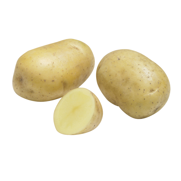 Pommes de terre Primlady calibre 28/35, 100 plants