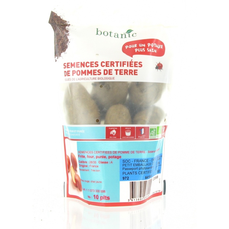 Pommes de terre Samba bio calibre 0001, 10 plants