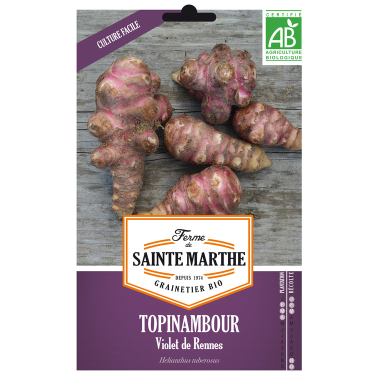 Topinambour Violet de Rennes AB x 5 plants bio