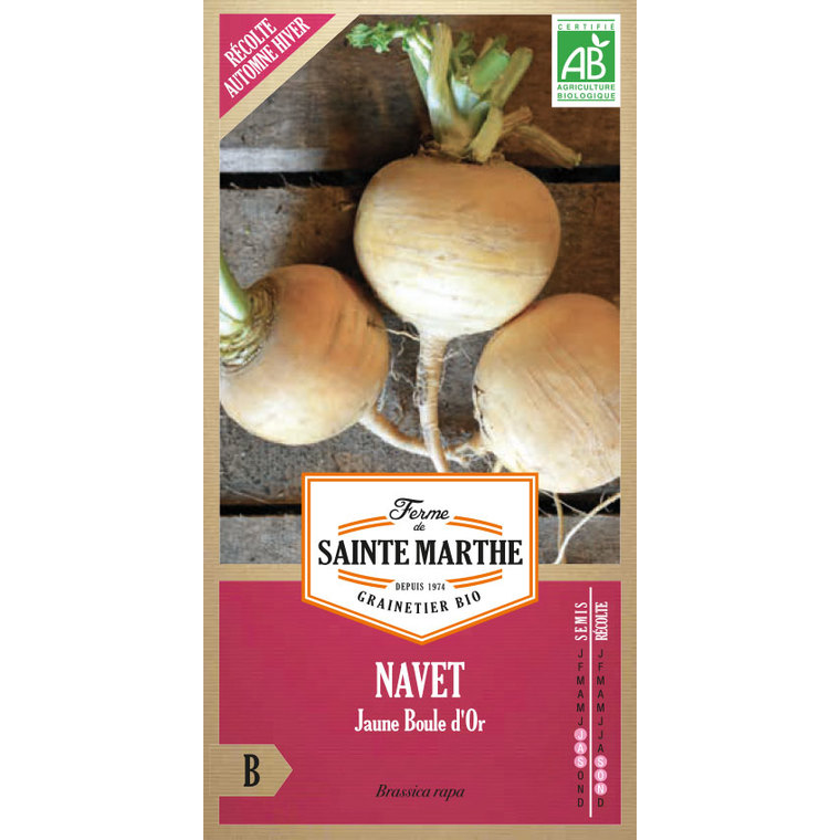 Navet Jaune Boule d’Or