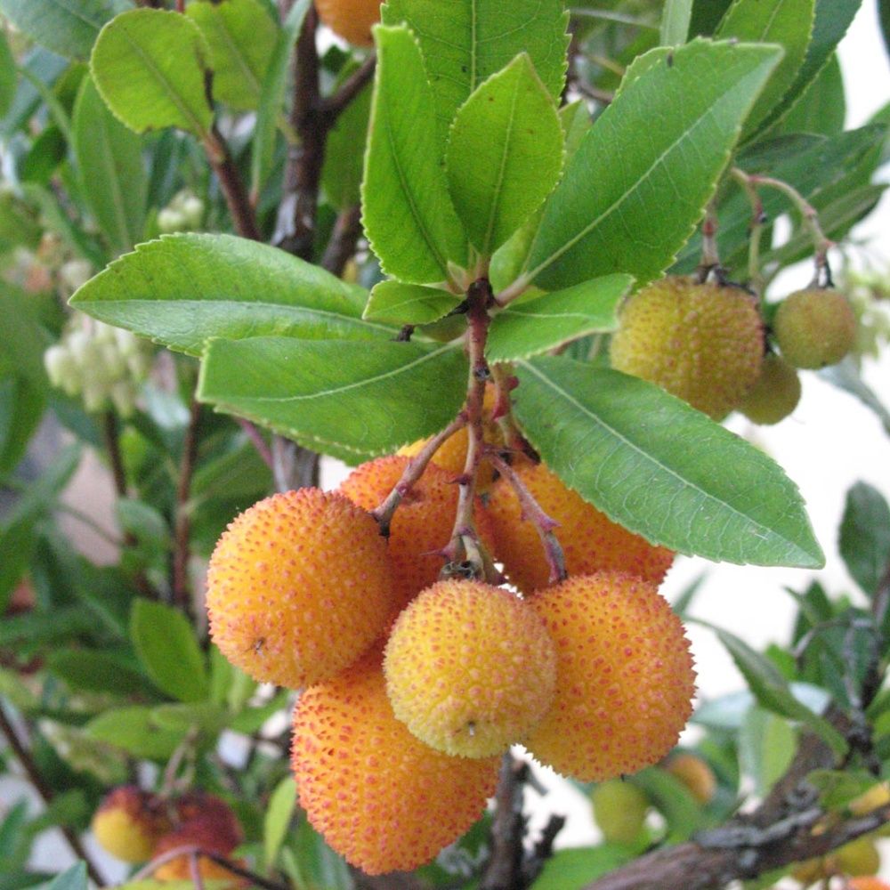 Arbousier commun ou Arbre aux fraises