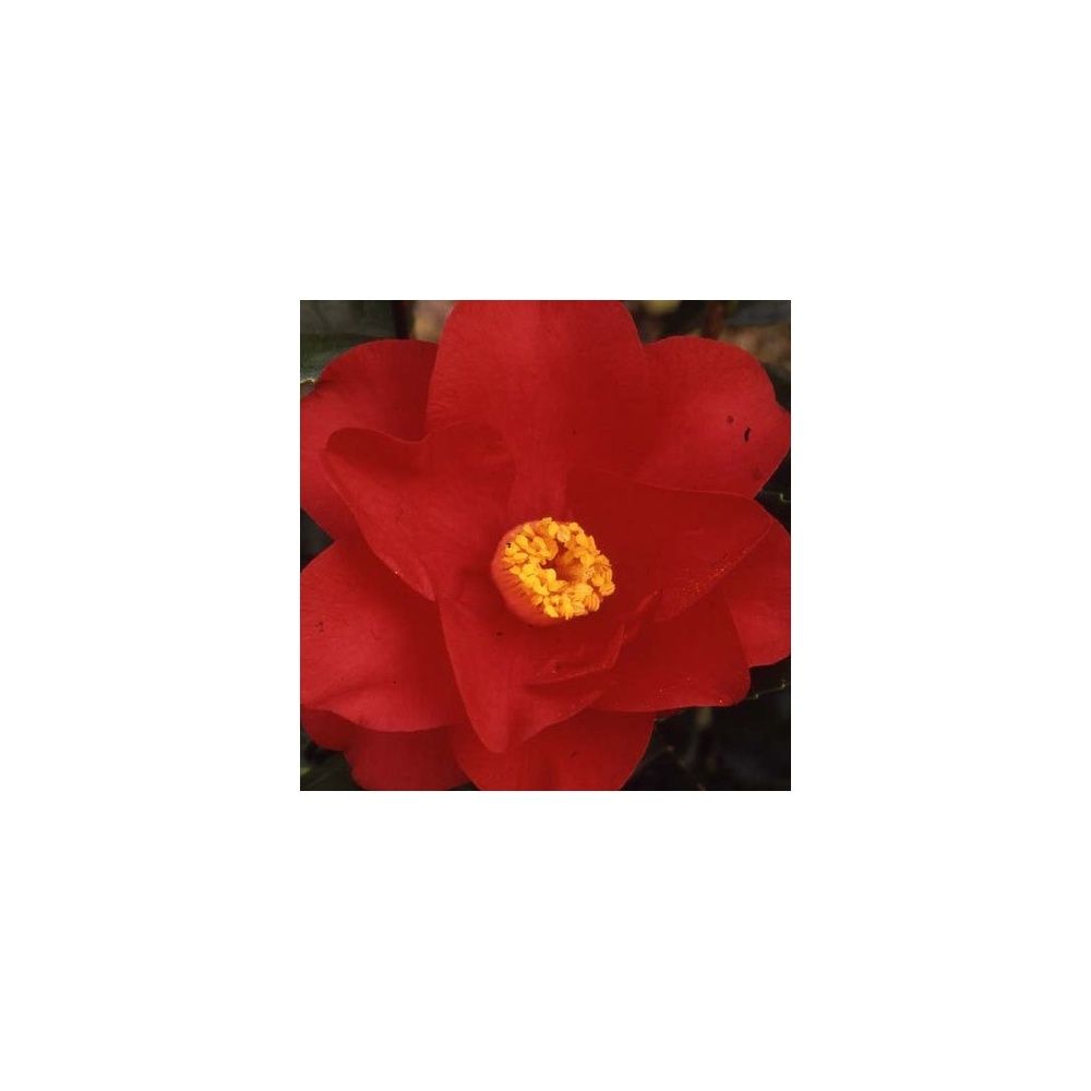 Camélia 'Wild Fire'