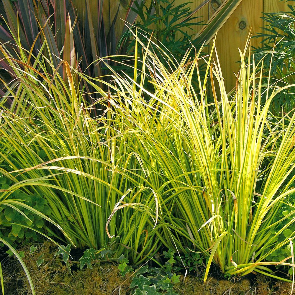 Acorus gramineus ogon