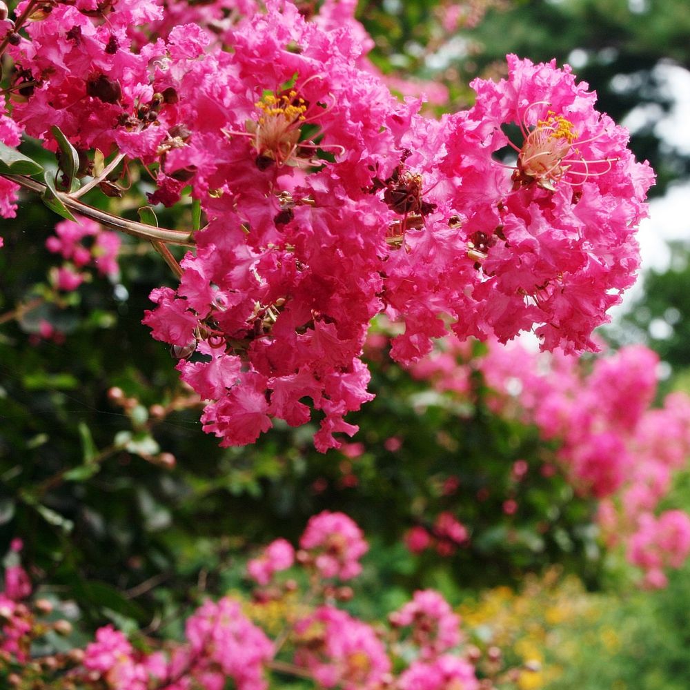 Lilas des Indes Bergerac®