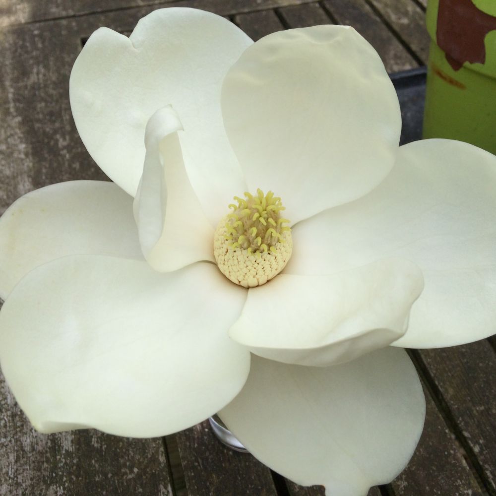 Magnolia d'été 'François Treyve'