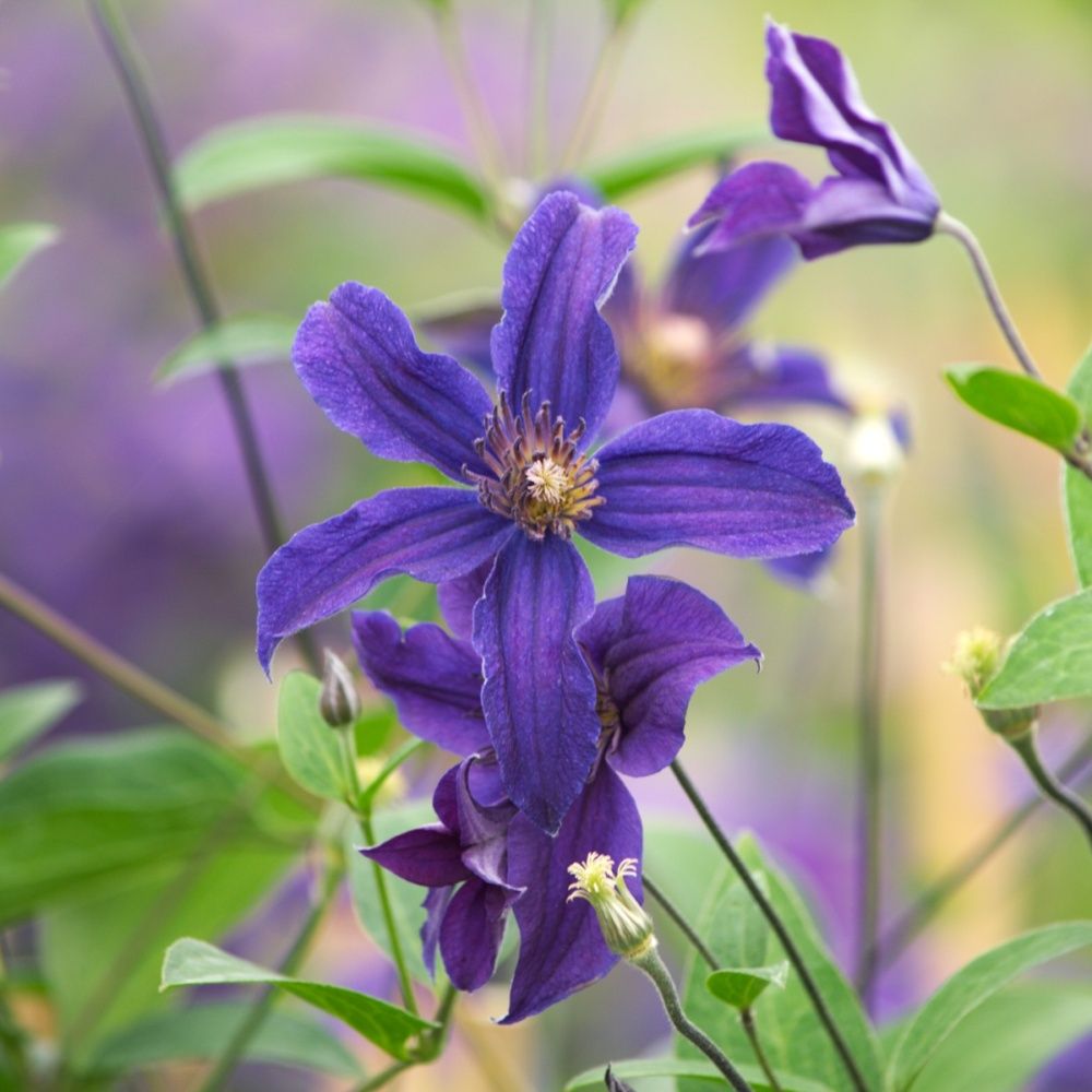 Clématite 'Saphyra®' indigo 'Cleminov51'