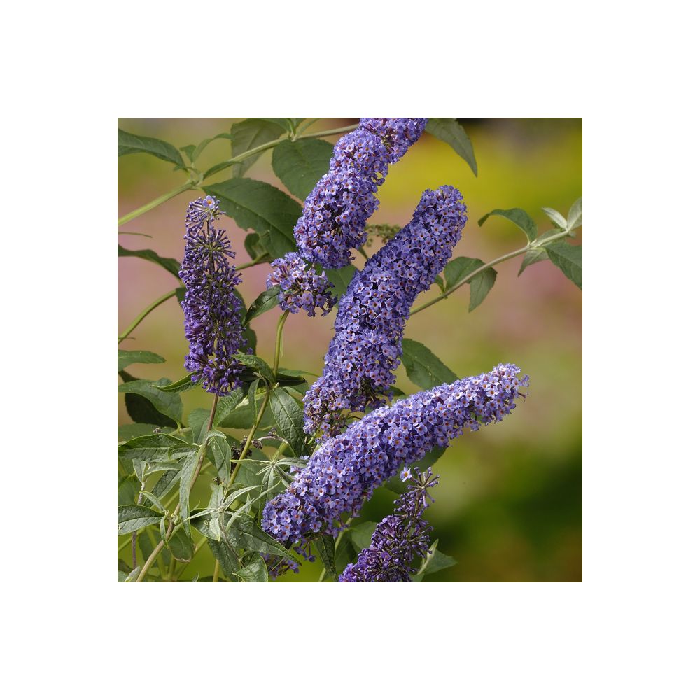 Arbre aux papillons 'Nanho Blue'