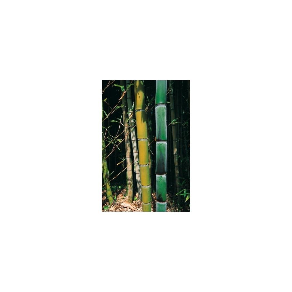 Bambou géant : Phyllostachys viridiglaucescens