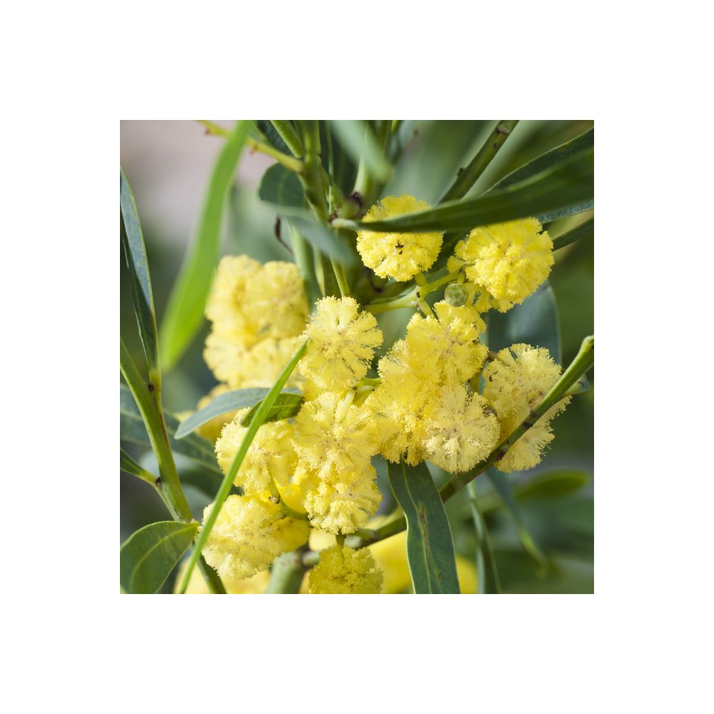 Mimosa des 4 saisons 'Lisette'
