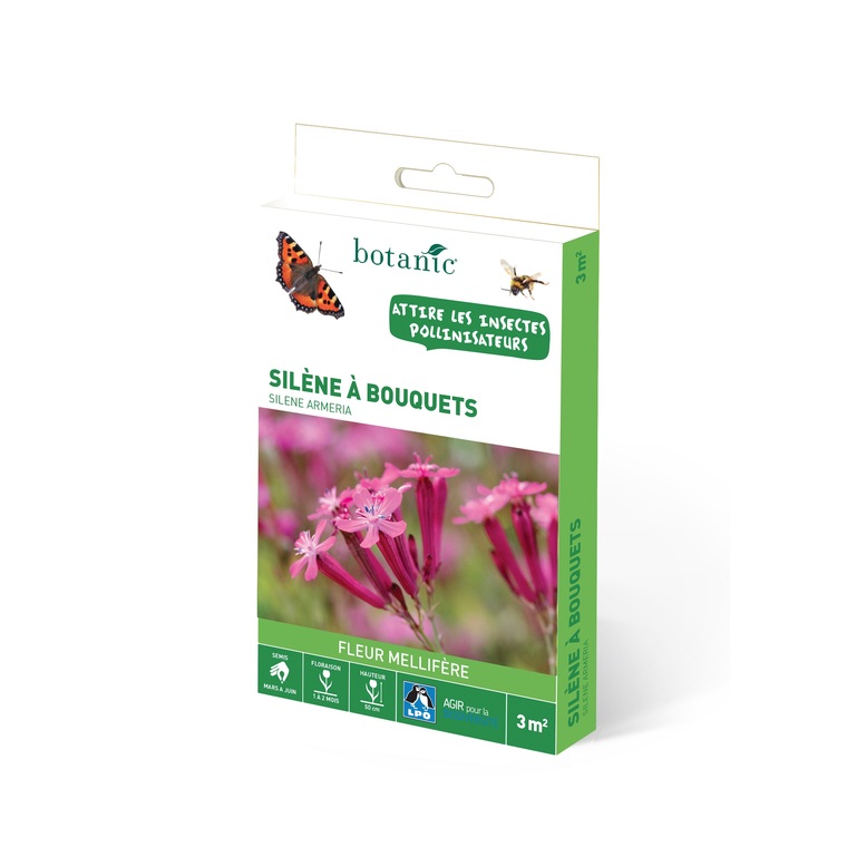 Silene à bouquets