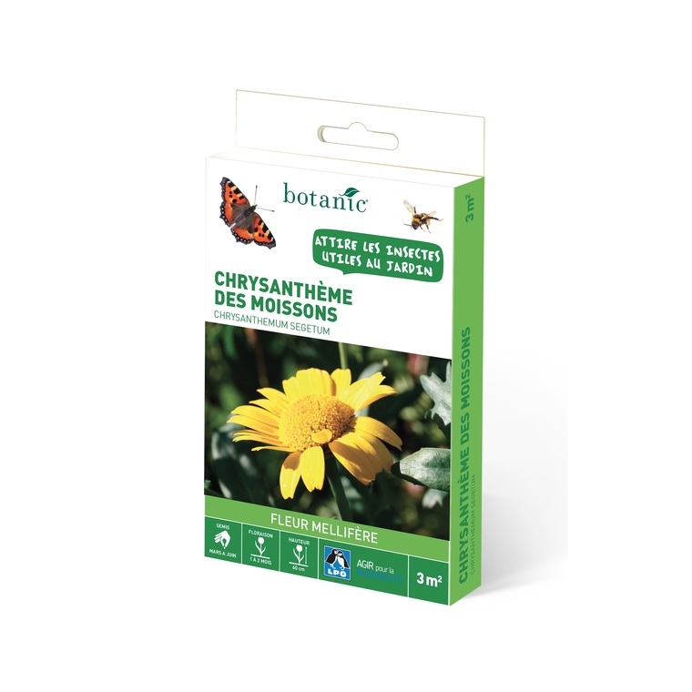 Chrysantheme des moissons