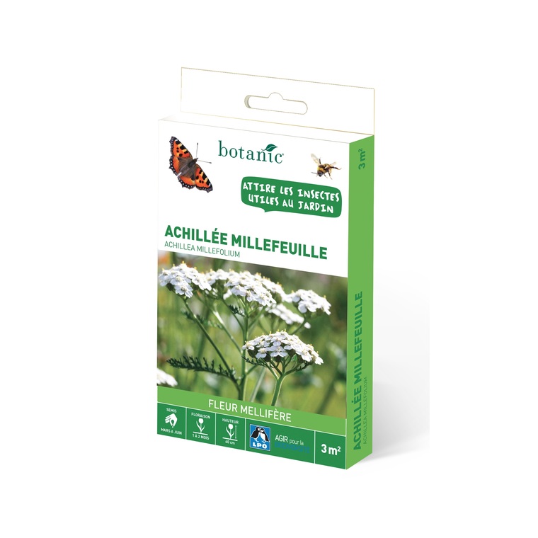 Achillée millefeuille
