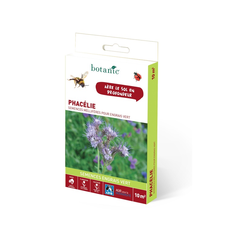 Phacélie 10 m²