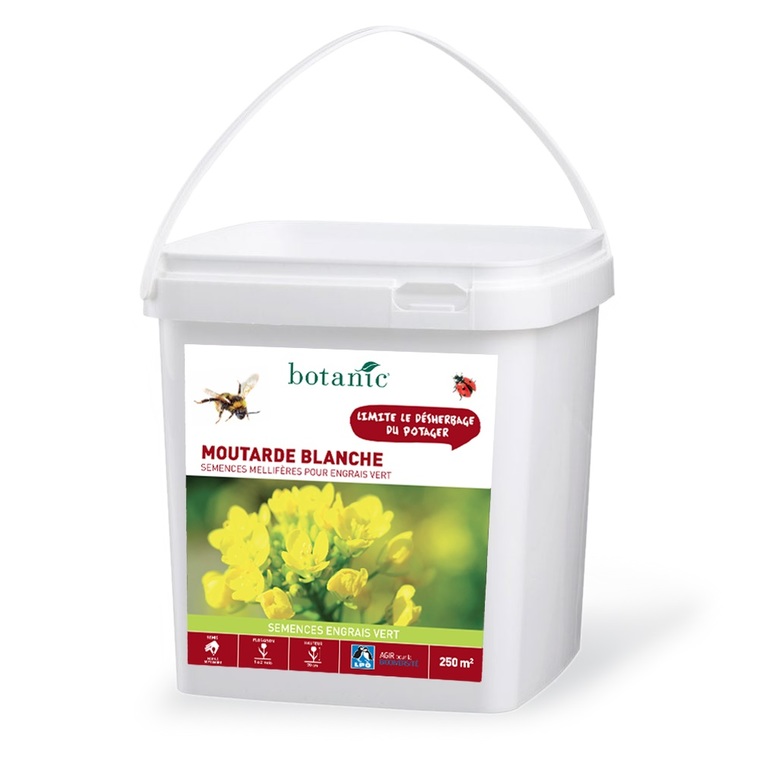 Moutarde blanche 250 m²