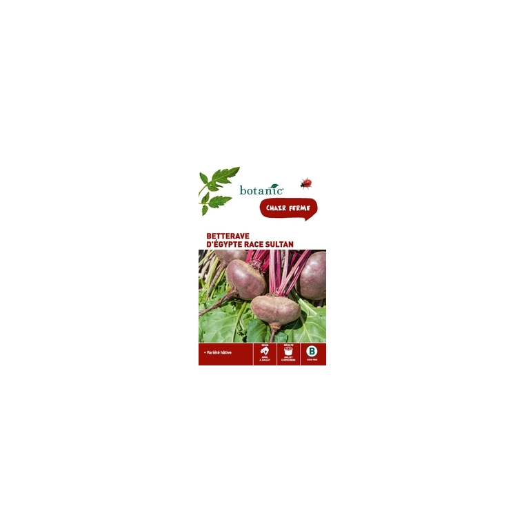 Betterave d'egypte race sultan Caillard x2 sachets