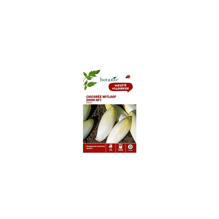 Chicorée Witloof Zoom HF1endive